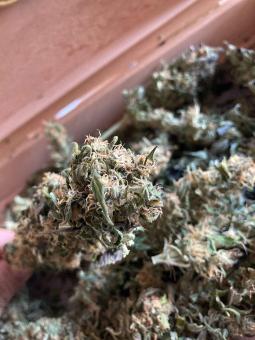Californian Orange - картинка 8