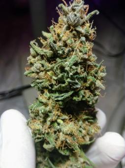 Auto Caramel Cream genetics - картинка 1