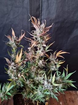 Purple Punch Auto - картинка 3