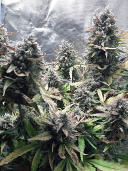 Easy Bud - картинка 4