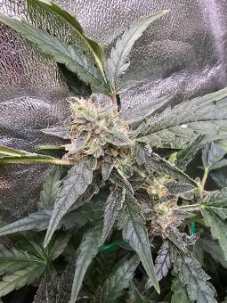 Quick Crack Genetics - картинка 3