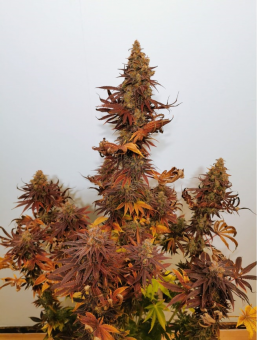 Blueberry - картинка 3