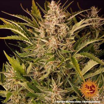 Gorilla Zkittlez Auto - картинка 9