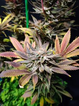 Blueberry - картинка 2