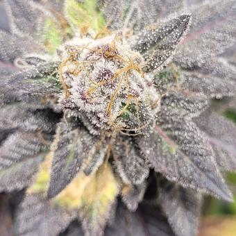 Purple #1 - картинка 5