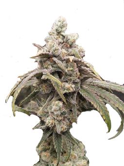 GranDaddy Purple - картинка 10
