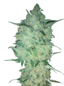 Critical genetics fem
