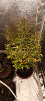Fat Pete’s Cookies Auto - картинка 4