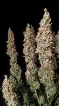 Wedding Glue Auto - картинка 7
