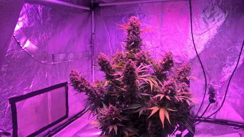 Auto Blueberry - картинка 6