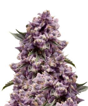 Purple - картинка 10