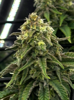 Super Critical - картинка 1