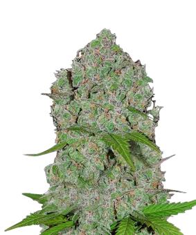 Orange Sherbet Auto - картинка 4