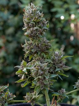 Purple Punch Auto - картинка 9