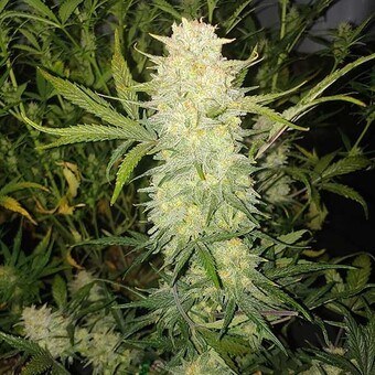Critical Auto - картинка 6