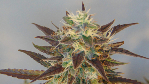 Auto Blueberry - картинка 3