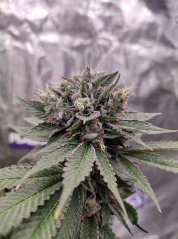 Bubba Island Kush - картинка 4