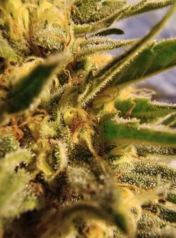 Blue Dream - картинка 1