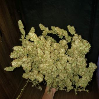 Auto Glueberry O.G. - картинка 5