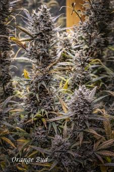 Auto Orange Bud - картинка 13