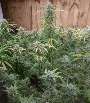 Auto Orange Bud - картинка 5