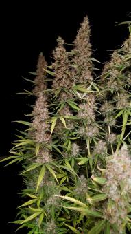 Wedding Glue Auto - картинка 2