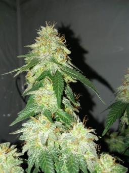 Pineapple Kush - картинка 8