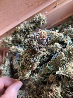 Californian Orange - картинка 7