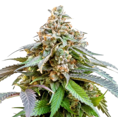 Bubba Kush