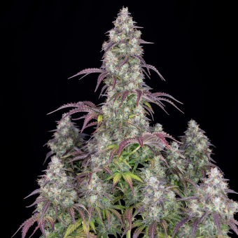 Lemon Pie Auto - картинка 8