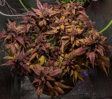 Purple - картинка 4