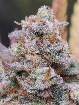 Easy Bud - картинка 7