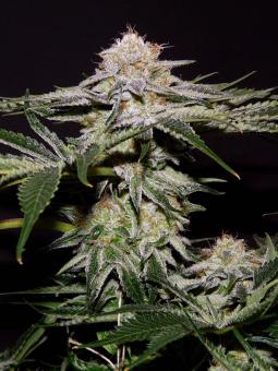 Pineapple Kush - картинка 3