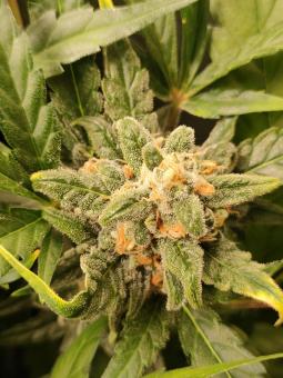 Auto Mokum's Tulip - картинка 5
