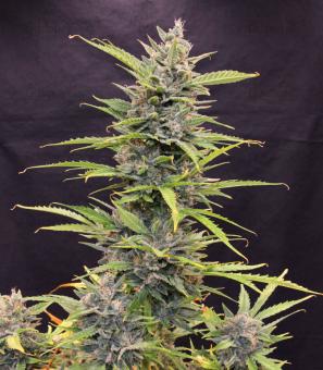 Auto Glueberry O.G. - картинка 2