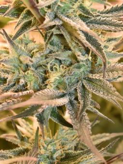 Pineapple Kush - картинка 5