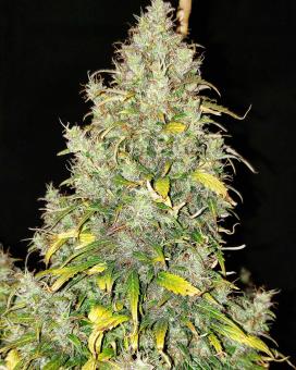 Critical Auto - картинка 2