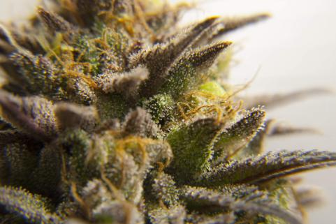 Purple Urkle - картинка 2