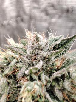 Bubba Island Kush - картинка 3
