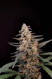 Critical Auto - картинка 4