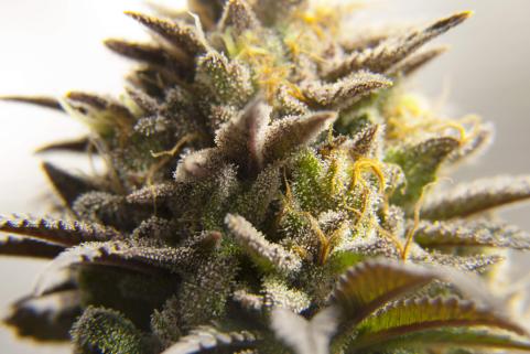 Purple Urkle - картинка 4