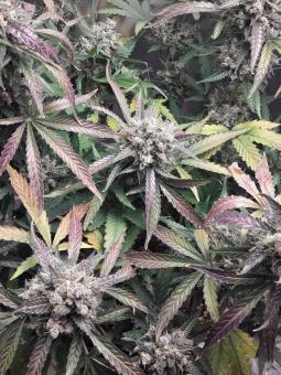 Purple Punch Auto - картинка 2
