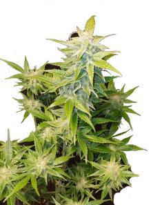 Super Bud