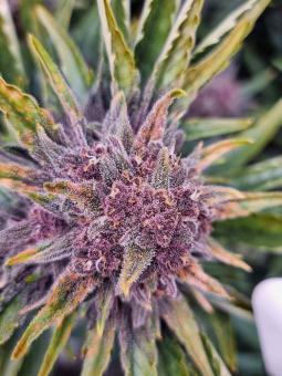 Banana Purple Punch Auto - картинка 2