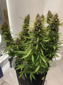 Auto Orange Bud - картинка 8