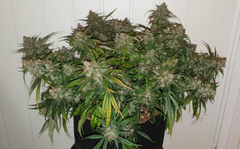 Auto Amnesia Gold - картинка 1