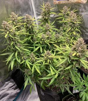 Auto Orange Bud - картинка 7