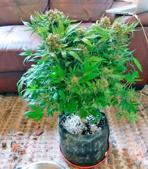 CBD Skunk Haze - картинка 1