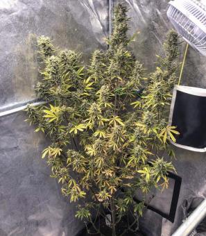 Auto Glueberry O.G. - картинка 1