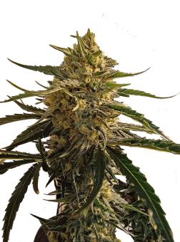 Blue Dream - картинка 6